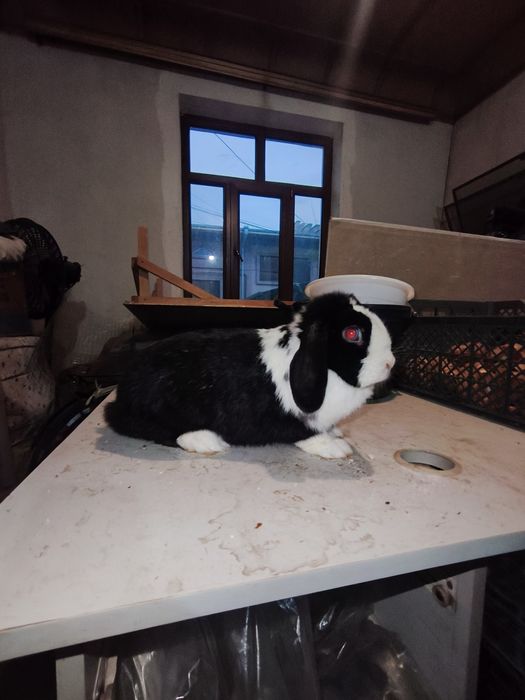 Karlik baran samka quyon sotiladi