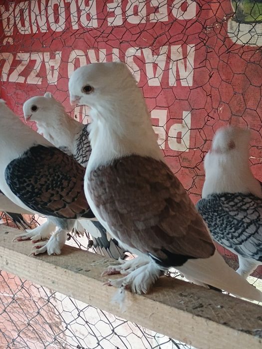 Porumbei misirlii voiajori albi și turturele