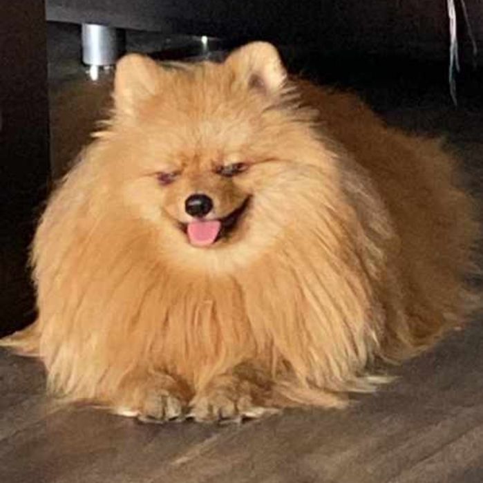 Передержка Вашего любимца, как дома!