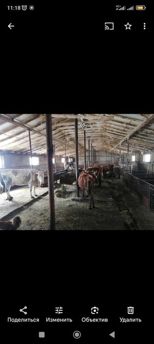 Продам дом  доильную базу для откорма бычков