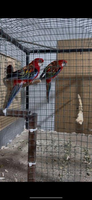 Razello sotiladi 1 juft