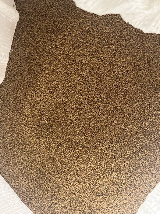 Жонышка ұрық бар