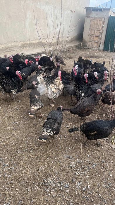 Үндіктің қораздары сатылады!