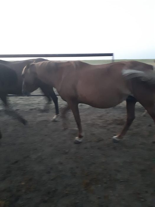 Продам лошадей с жеребятами