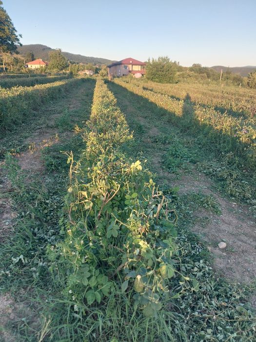 Подрязване на Маслодайни рози