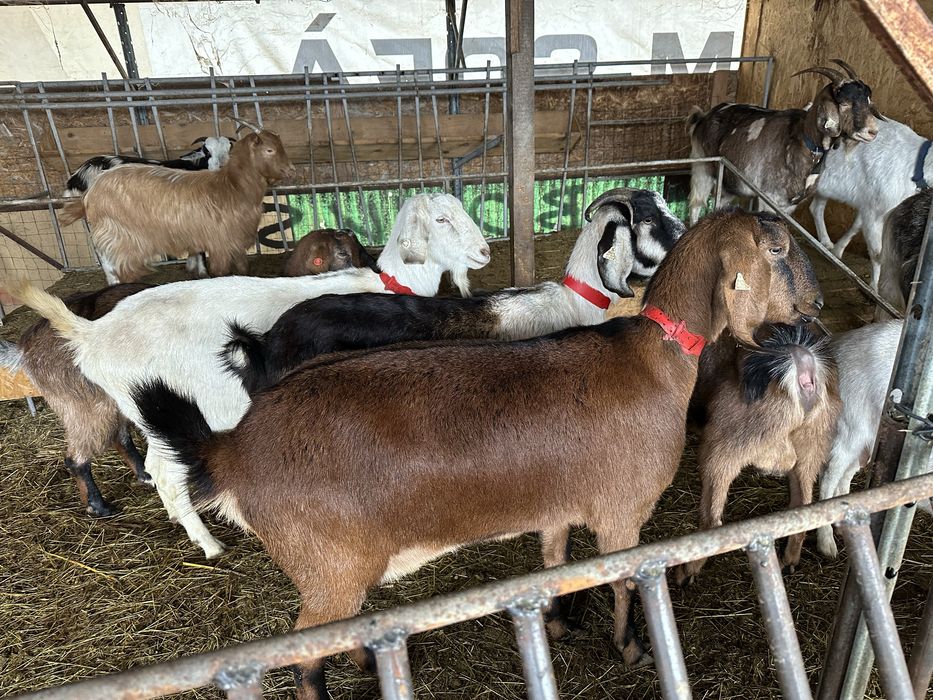 Vand doua capre anglo nubian