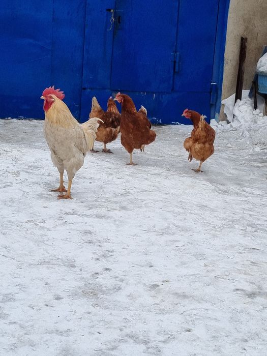 Продам инкубационные яйца