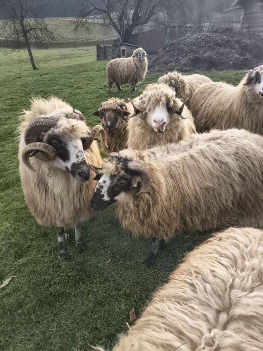 Vând berbec și mioare