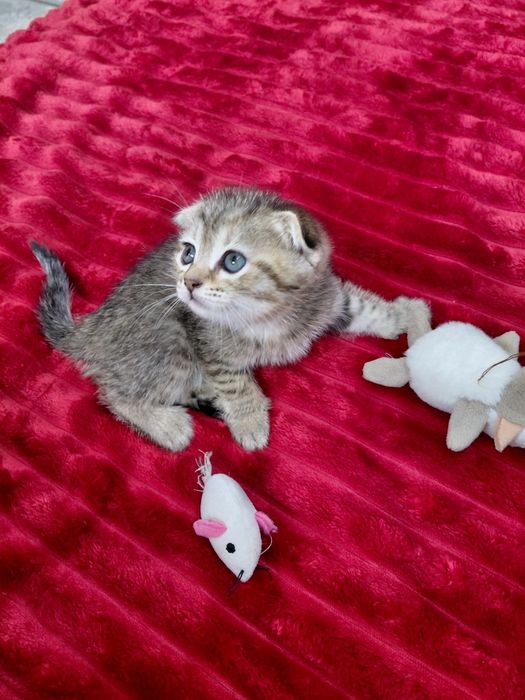 Красивый котёнок