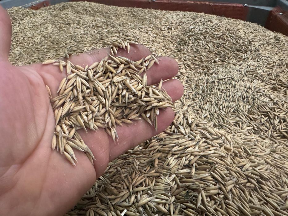 Ovaz an 2025   stare foarte buna