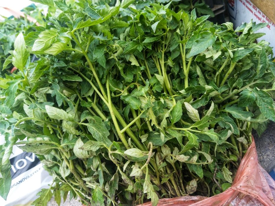 Ранни домати разсад