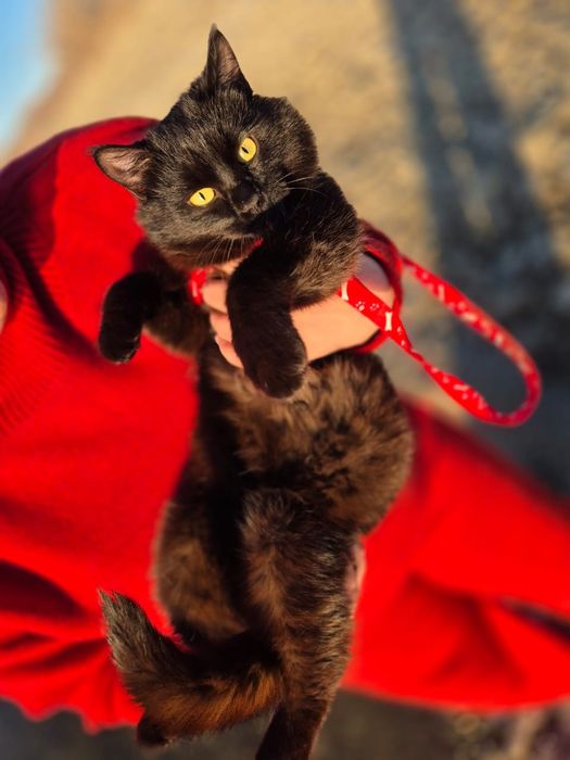 Отдам кота в добрые руки