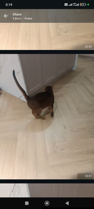 Продам кошку Абисинская