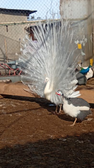 Белый павлин самец