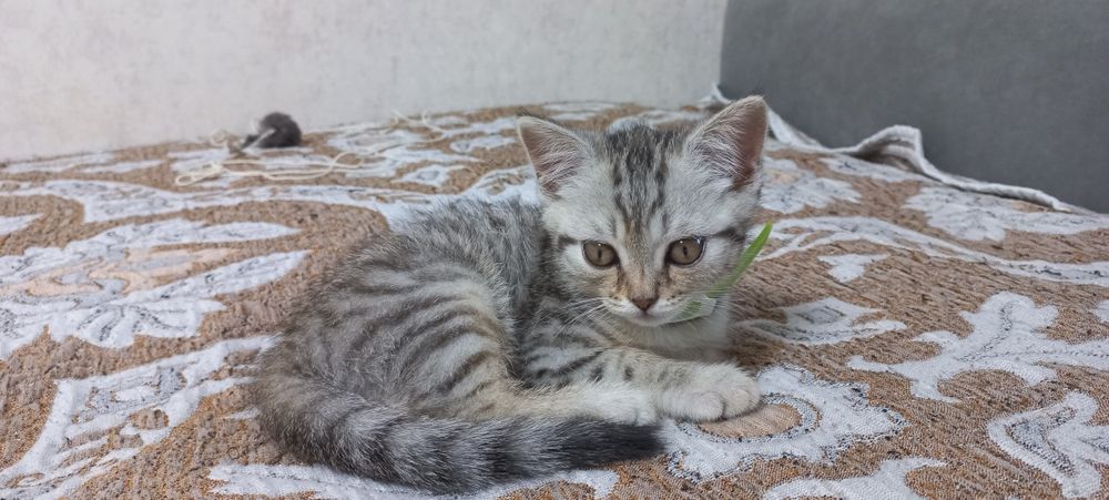 Котёнок мальчик бесплатно