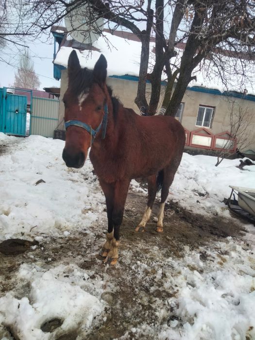 Продам коня………………