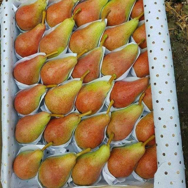 Mevali daraxt ko'chatlari optom va dona