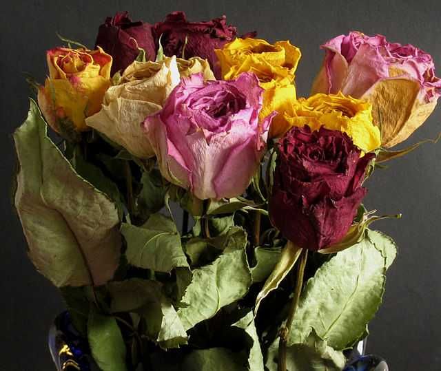 Роза. Цветы. Сушенные. Сухоцветы