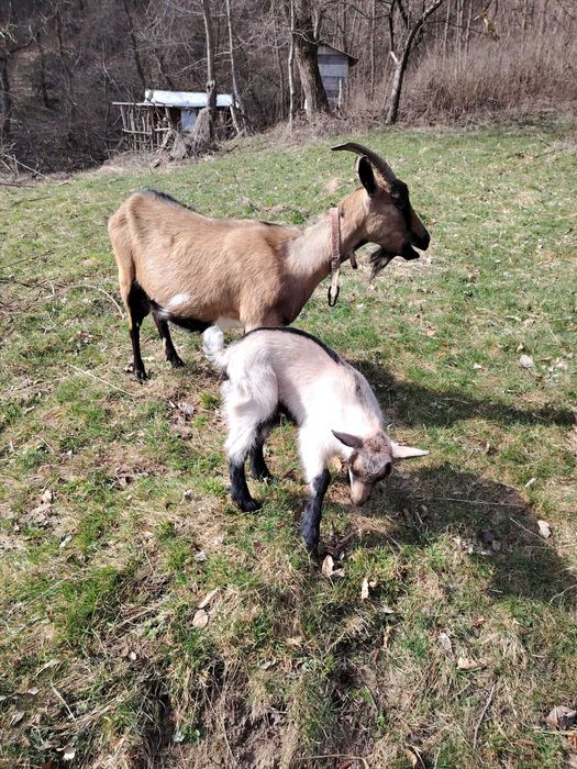 Capră alpină franceză cu ieduță