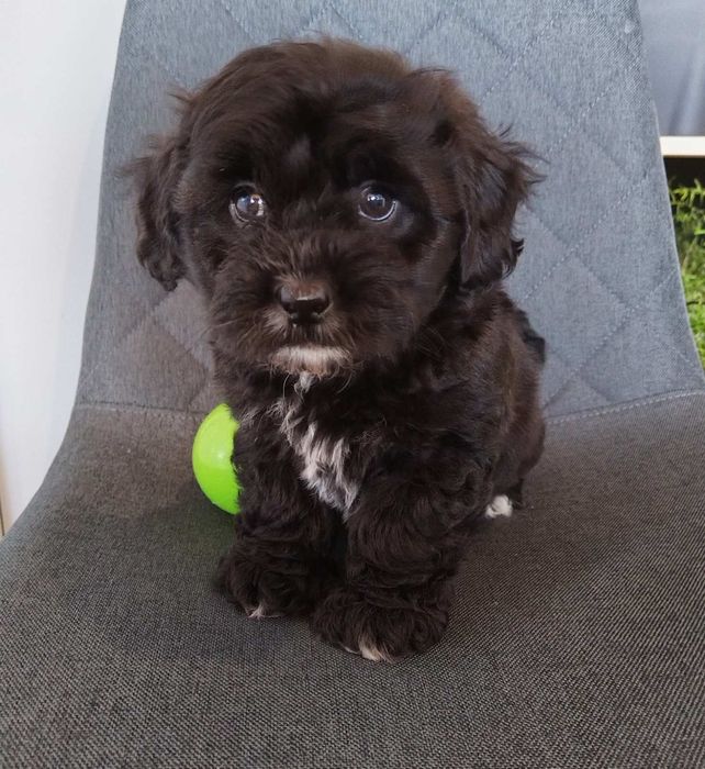 Shih poo/Mini poodle