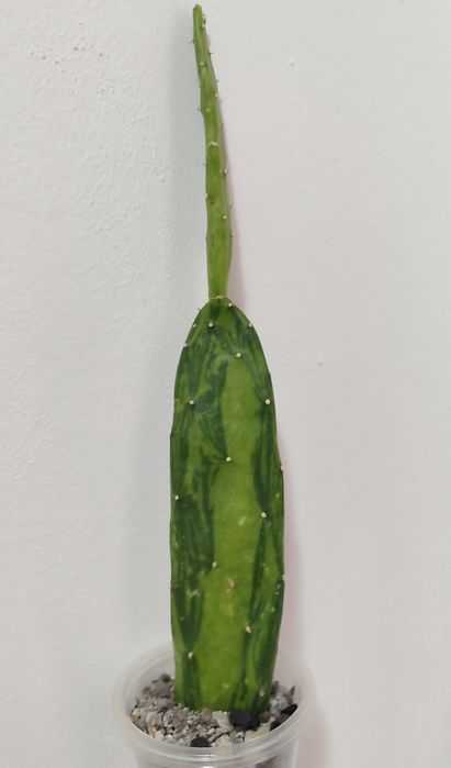 Opuntia cochenillifera variegata