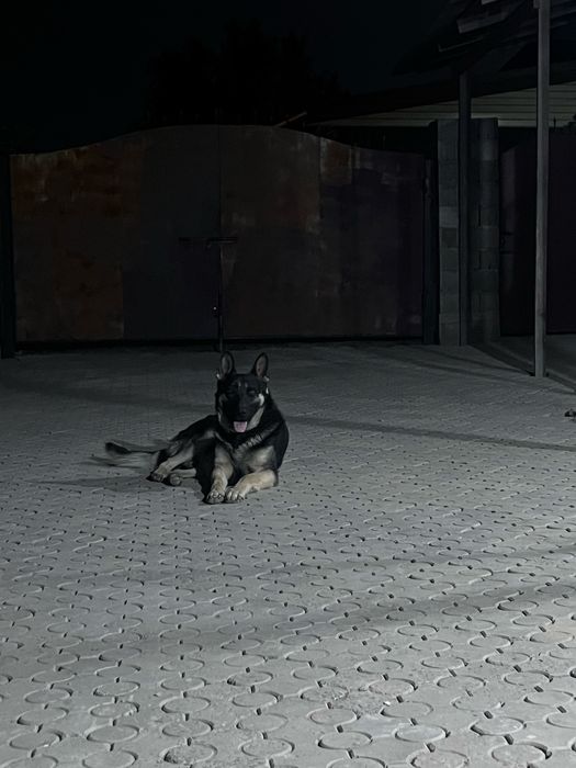 Вязка с кобилем ВЕО