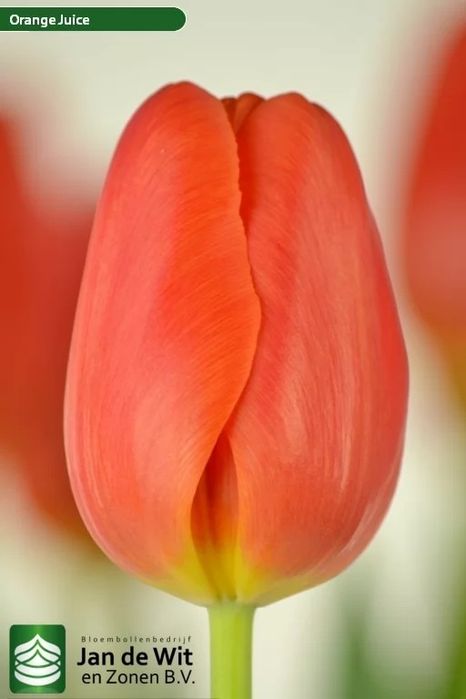 Тюльпаны оптом на 8марта