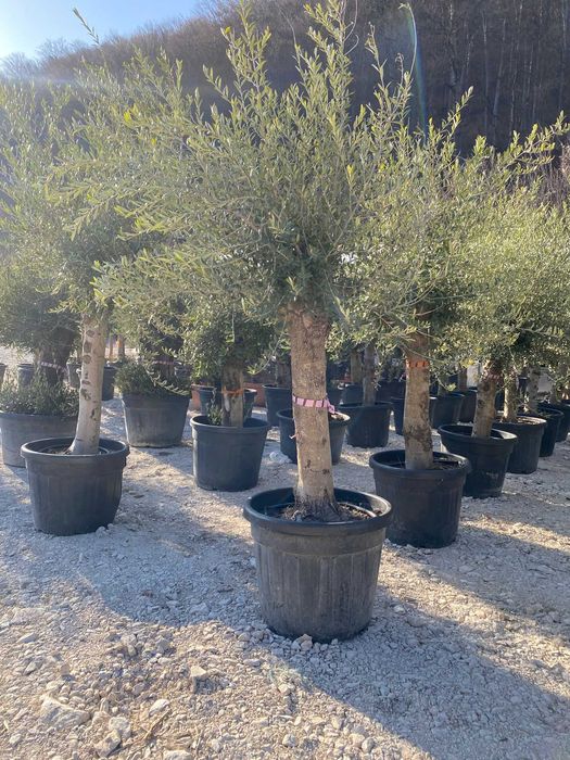 Echipă Profesională pentru Amenajări Grădini – Livrare și Montaj