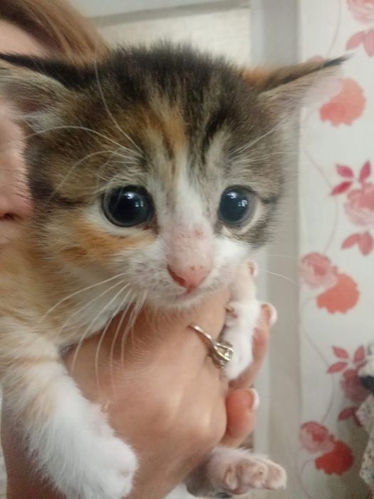 Котята ищут семью