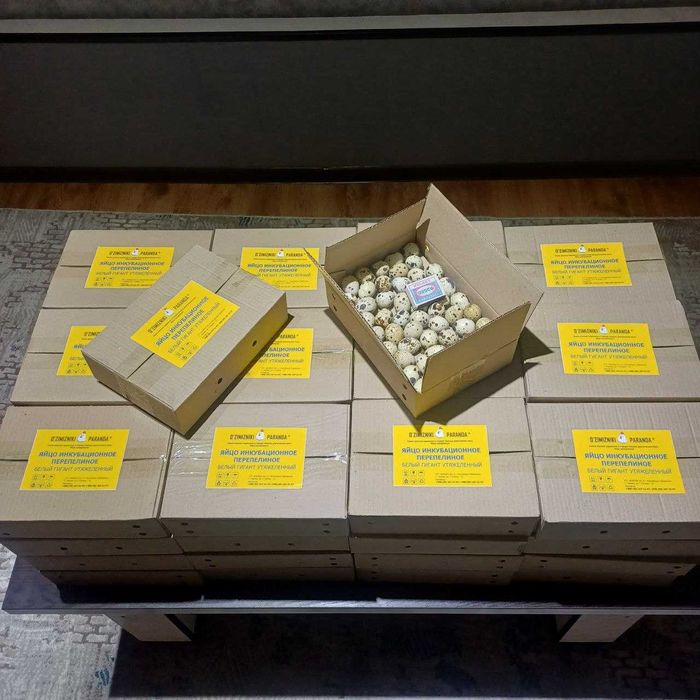 Оптом инкубационные яйца перепелок породы Гигант