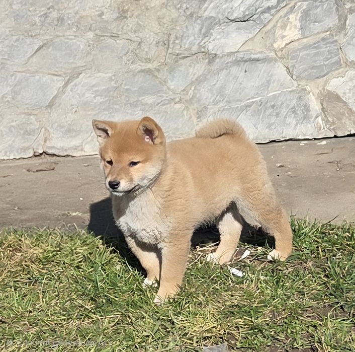 Vand mascul Shiba Inu