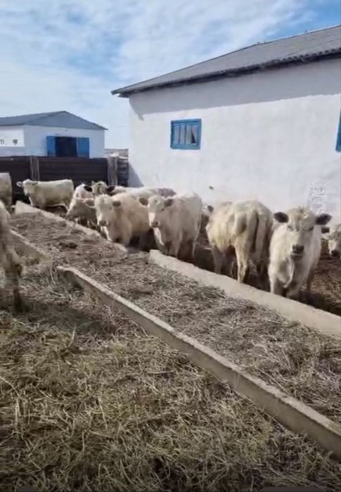 Телочки племеные