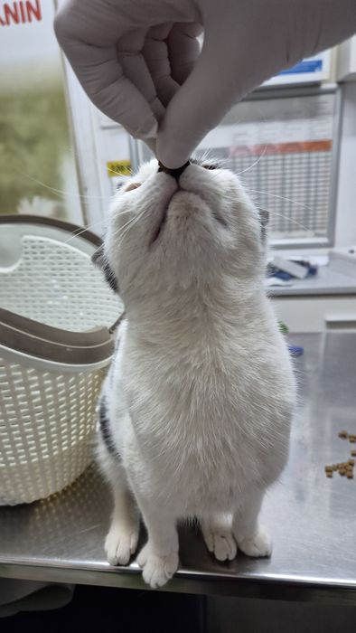 Scandal pisica cauta acasa