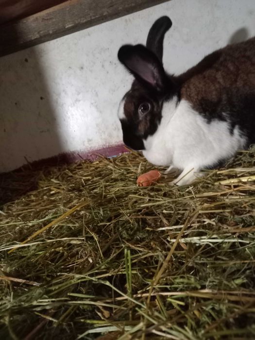 Va nd  iepurași  maturi și tineret