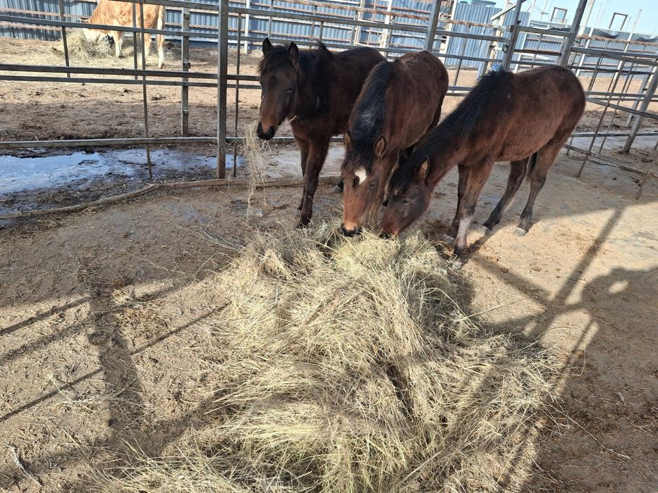 Семіз жабағы сатылады