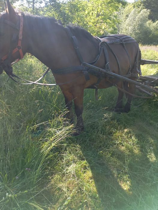 Cal bun de pădure și cuminte