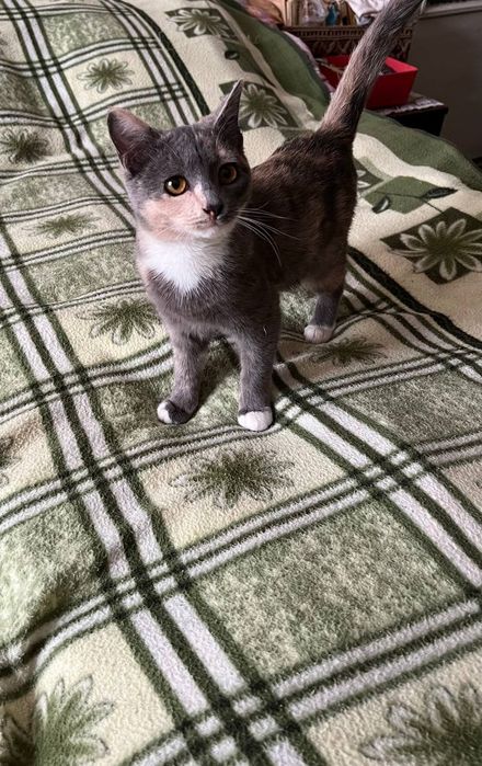 СРОЧНО! Котята в добрые ручки