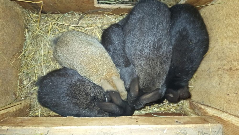 Крольчата ,кролики