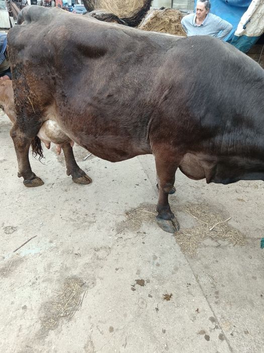 Vacă fătată recent Brună de Maramureș