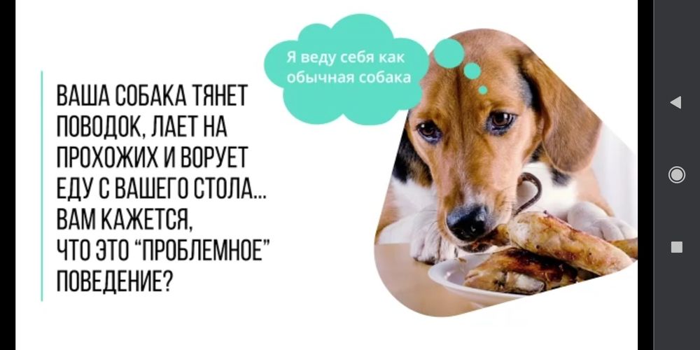 Профессиональная дрессировка собак и передержка