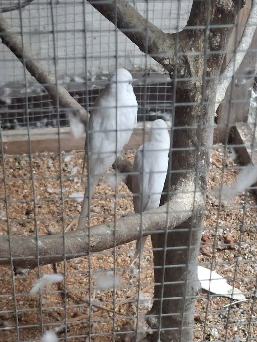 Cusca mare + perusi albi