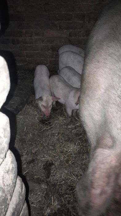 Продам поросят, месячных