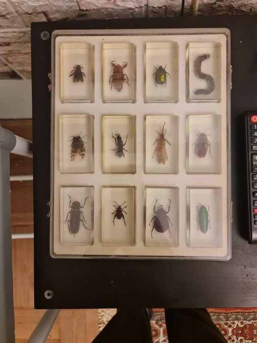 Insectar, insectar