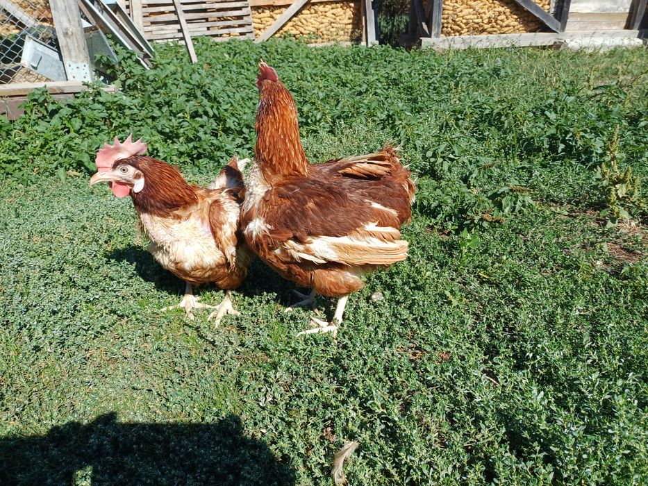 Gaini ouătoare  vârsta  1 an