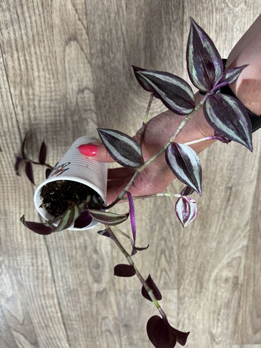 Продам комнатные цветы