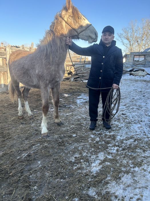 Құнан сатылады. Айғырлыққа, ірі, першерон тұқымы