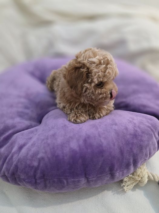 Maltipoo Korean teacup