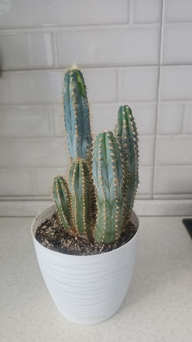 Продам кактус  кактус