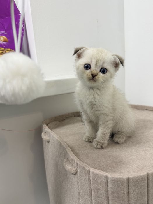 Продается котенки