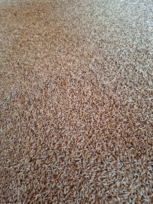 Porumb , amestec , baloti lucerna